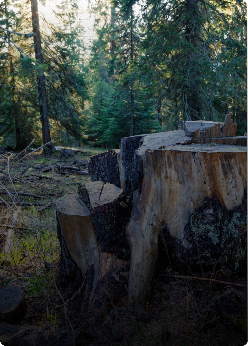 Stump removal