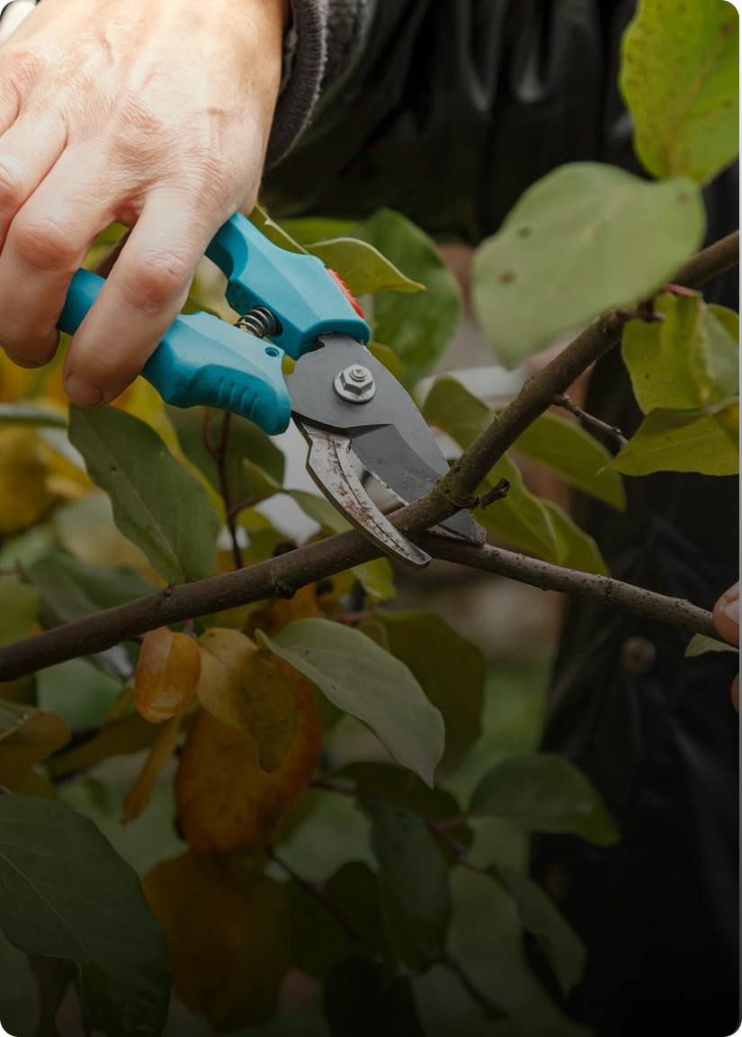 Tree pruning