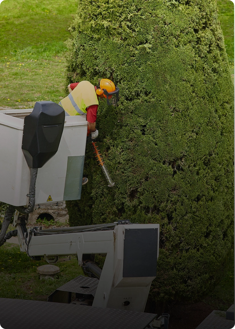 Tree Removal