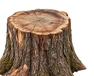 Wood Log