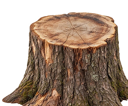 Wood Log