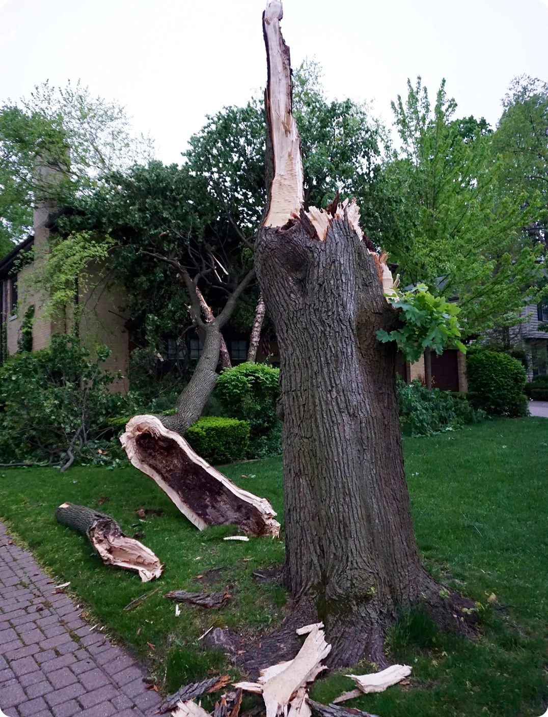 Emergency tree removal | Proof