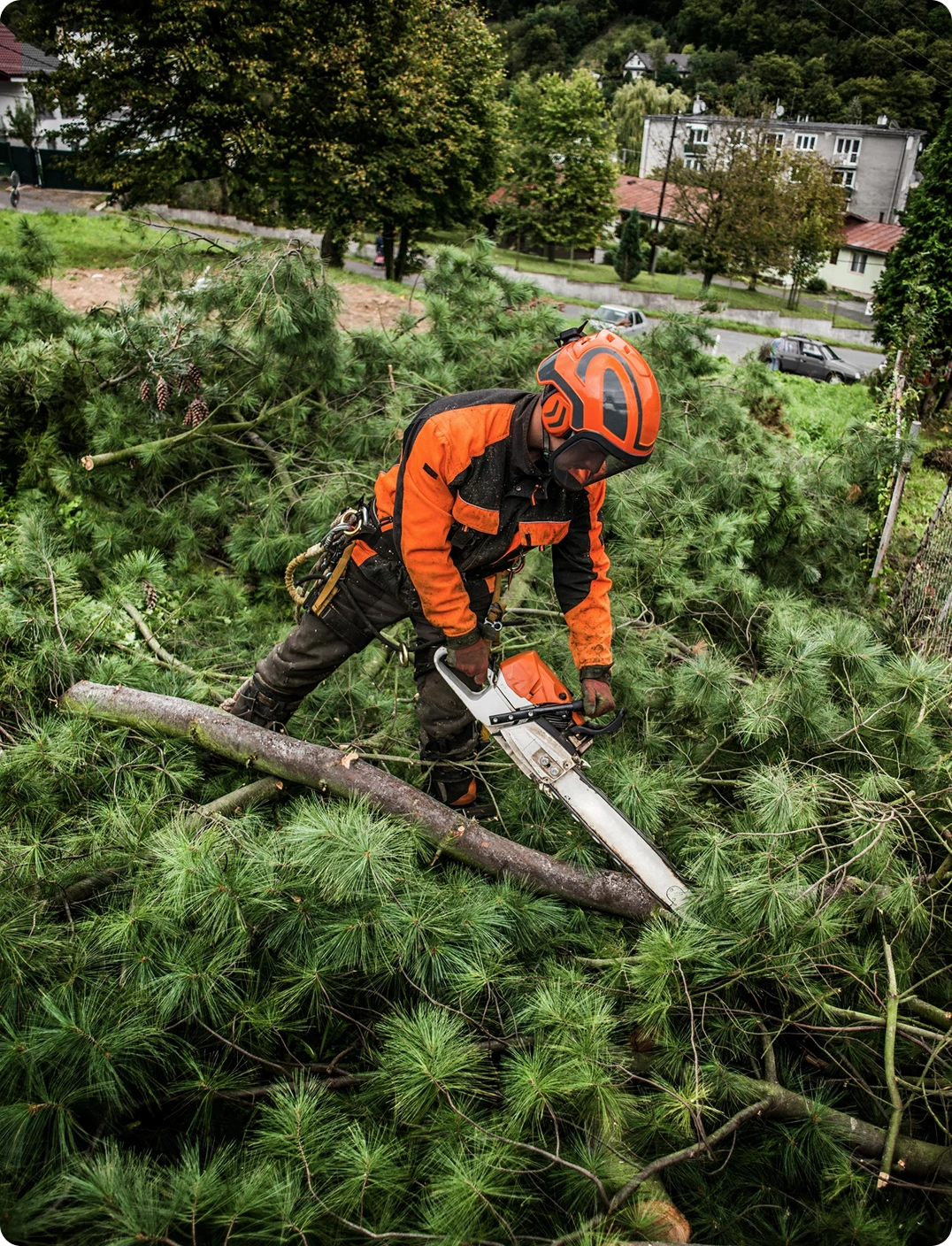 Emergency tree removal | Proof
