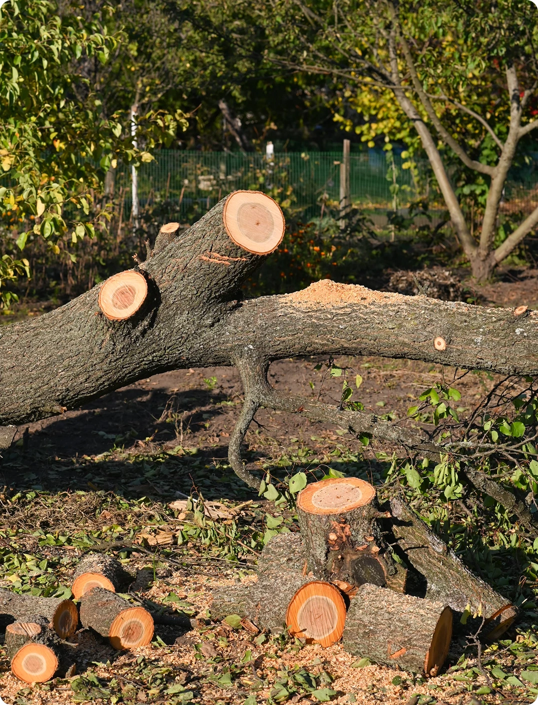Emergency tree removal | Proof