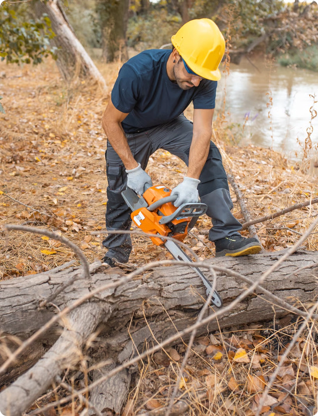Emergency tree removal | Proof