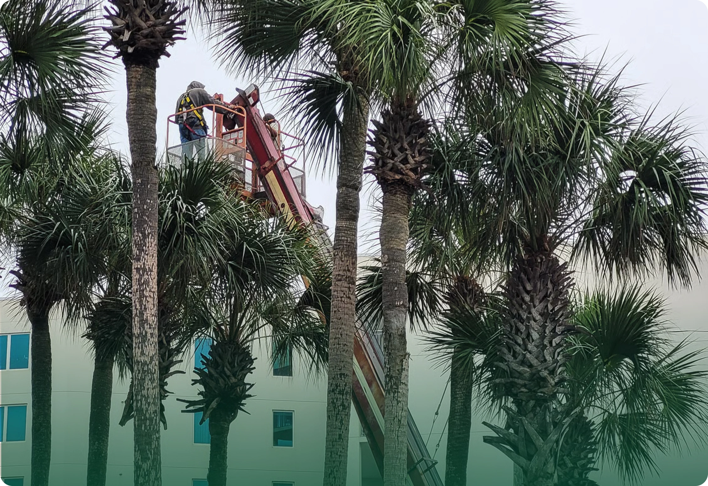 Palm removal
