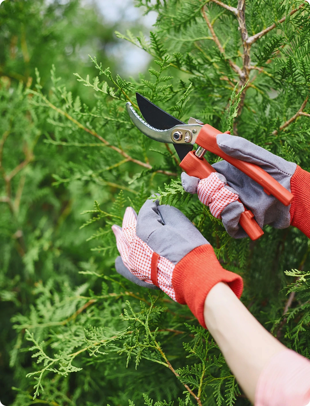 Tree Pruning| Proof