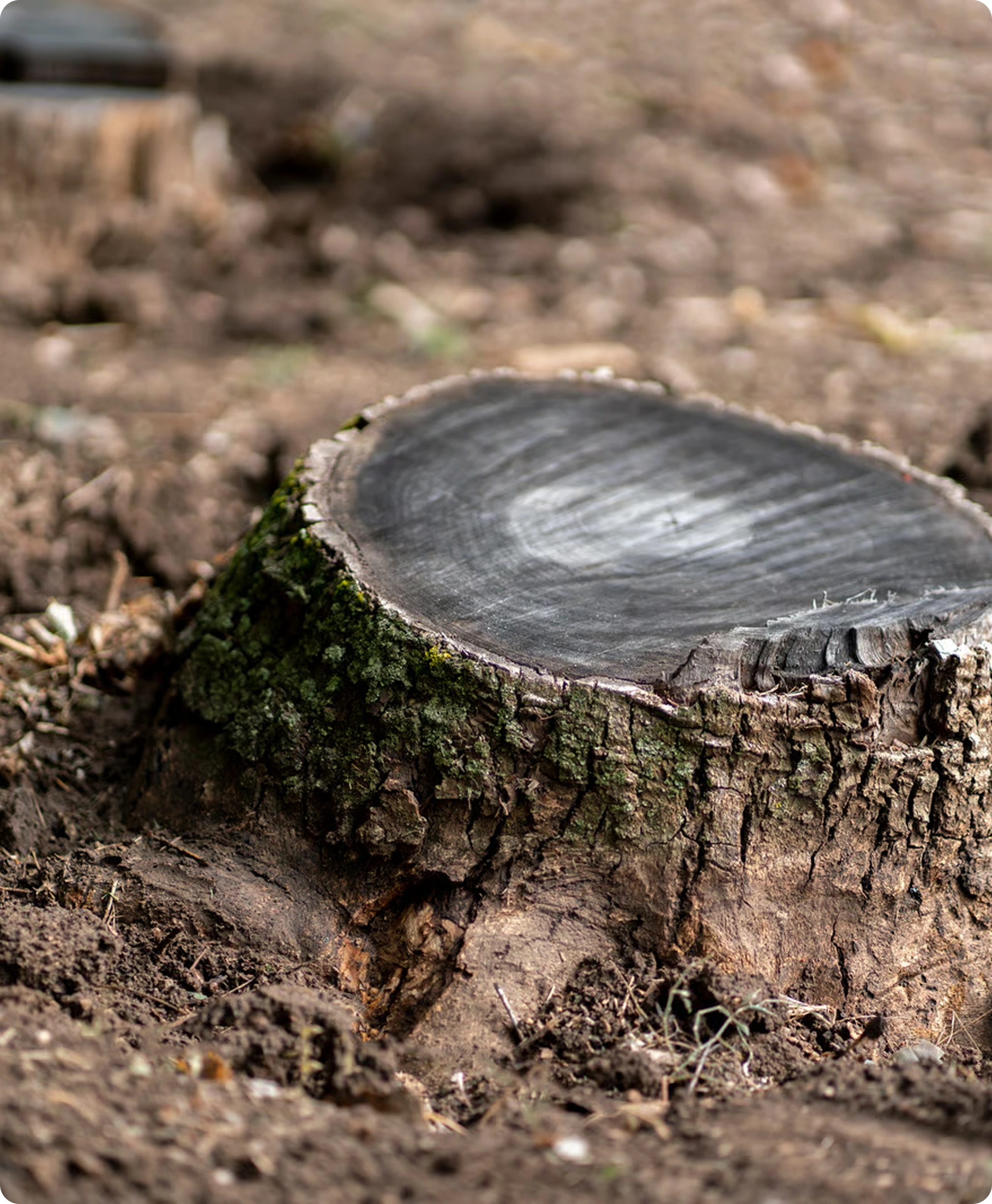 Signs it's time to remove the stump