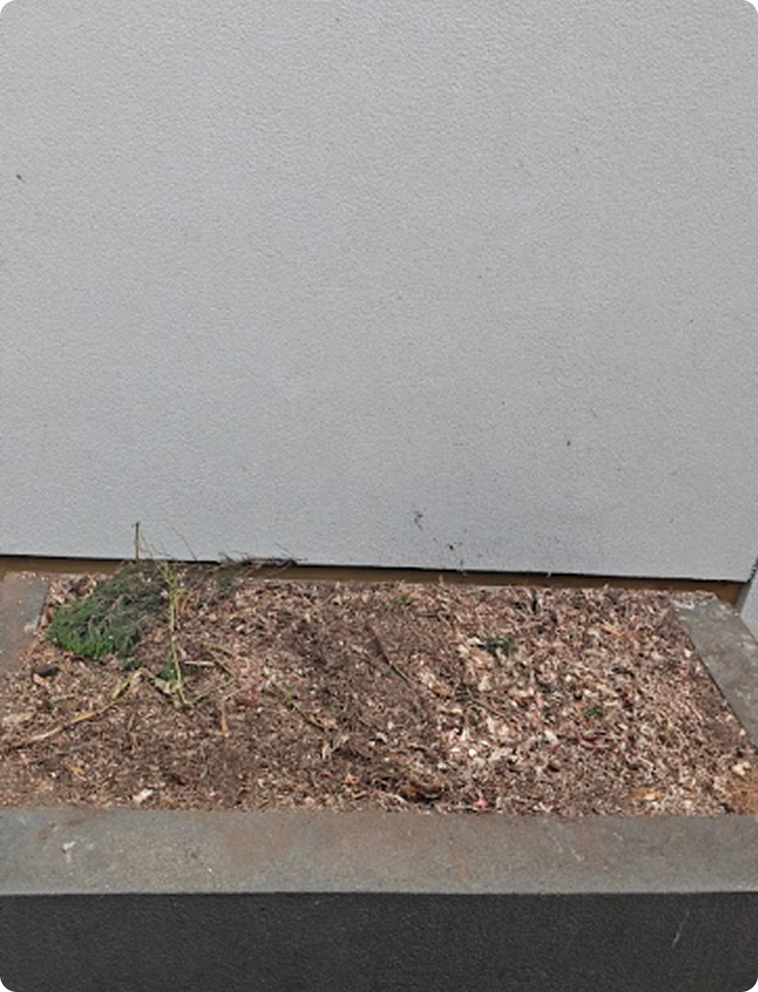 The proof is in the yard - Stump Grinding