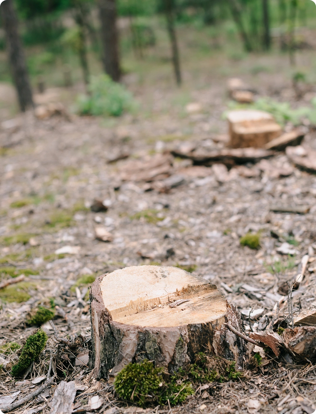 The proof is in the yard - Stump Grinding