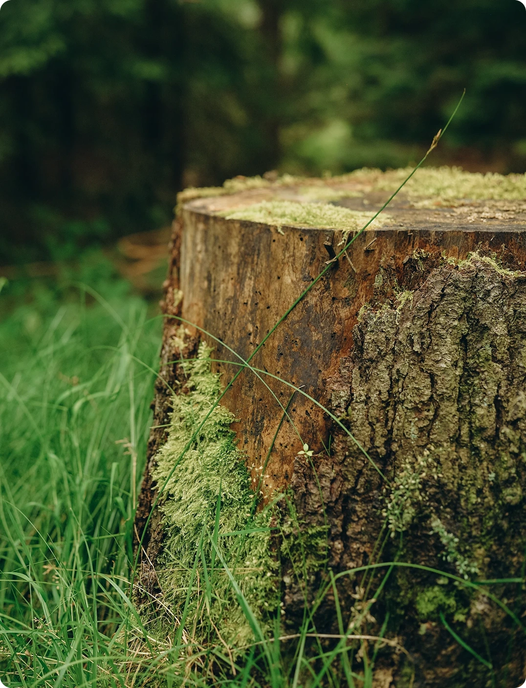 Stump Grinding