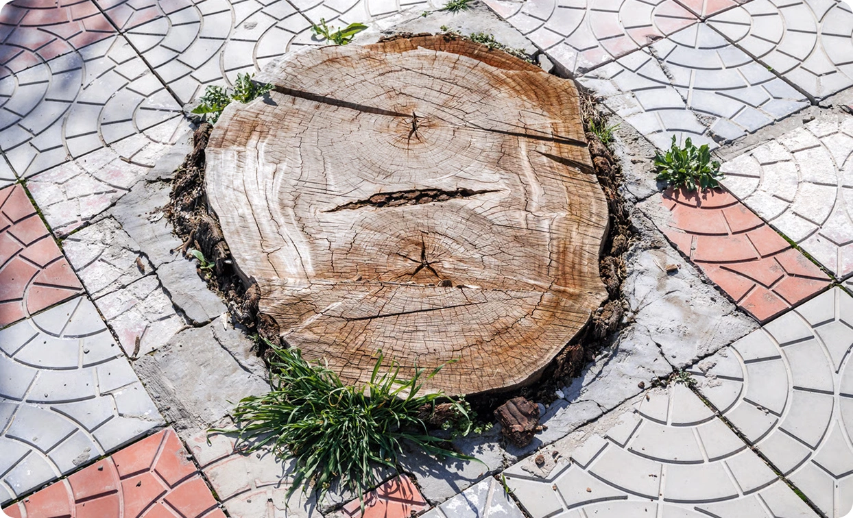 What stump removal with us looks like
