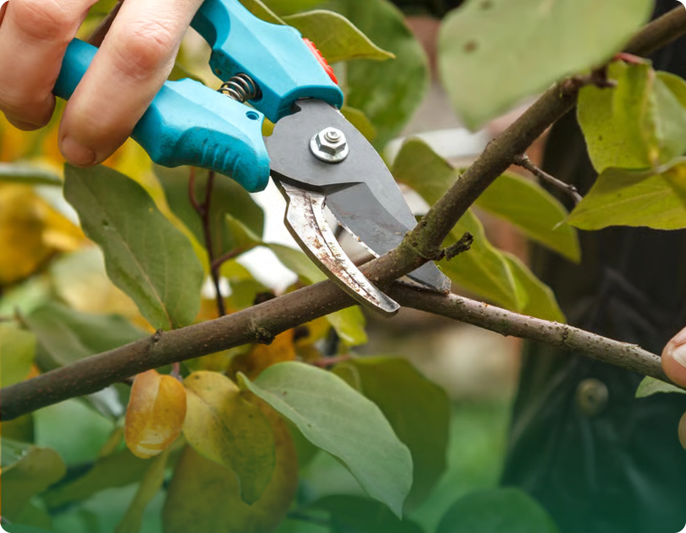 Tree Pruning