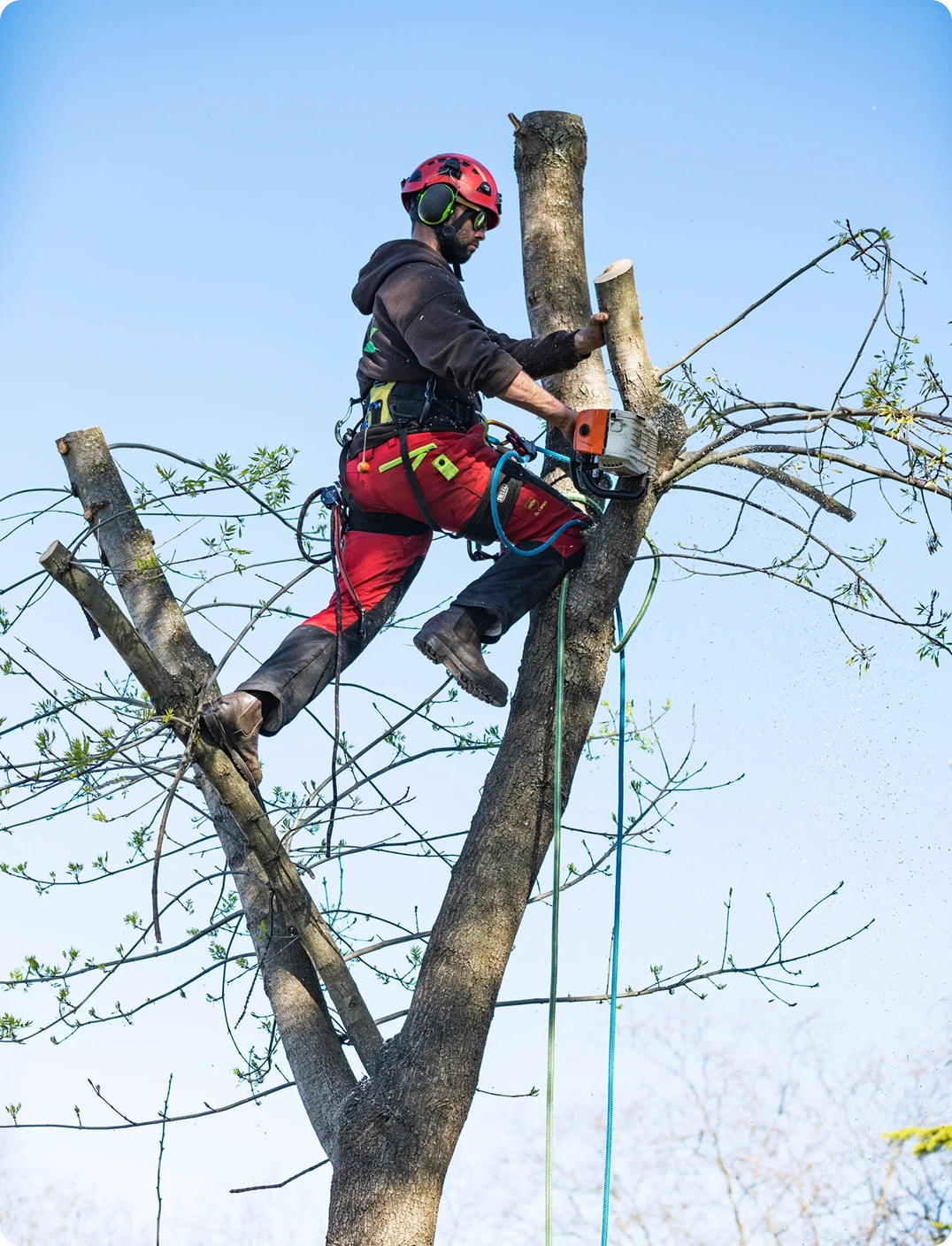 Tree removal