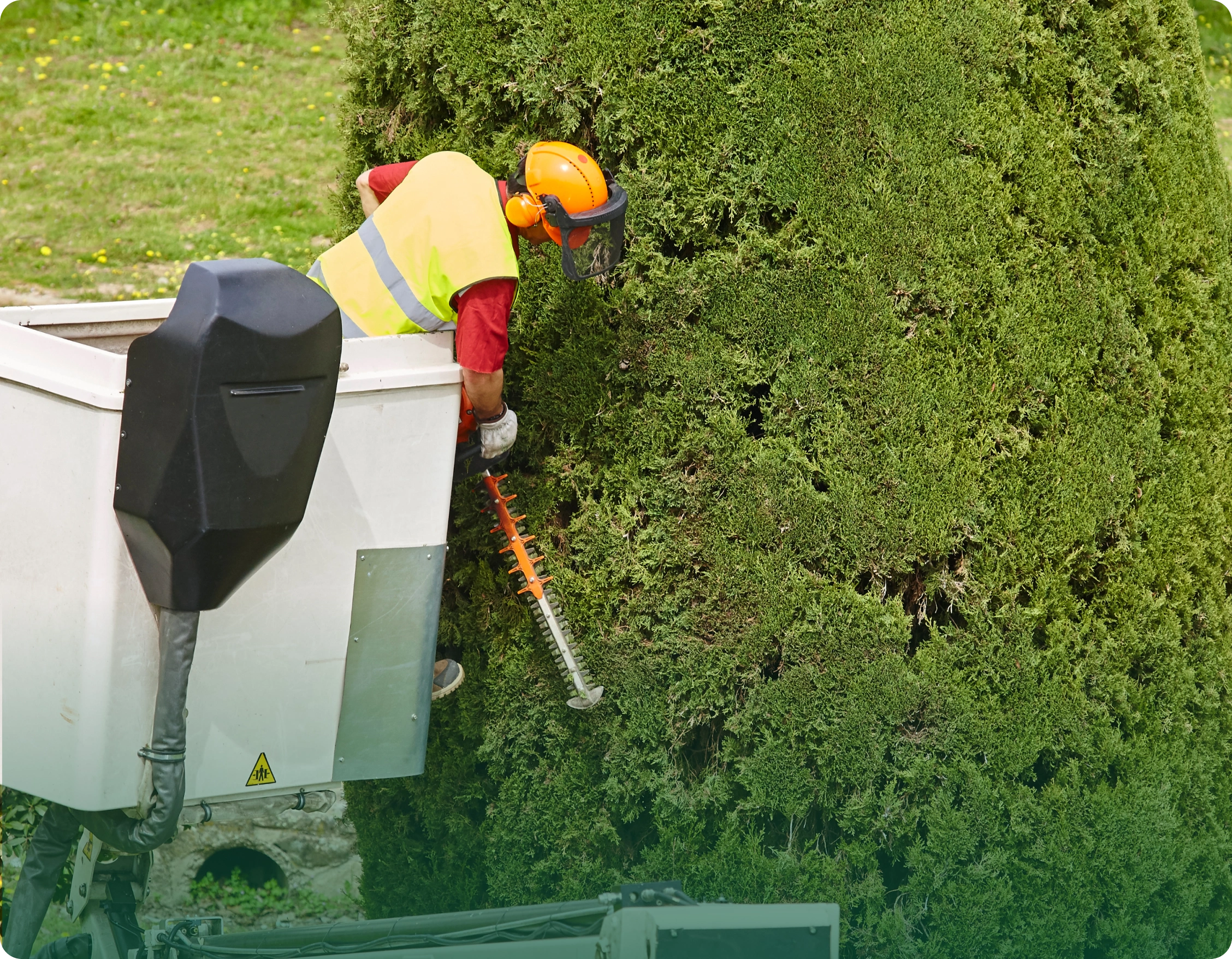 Tree Removal